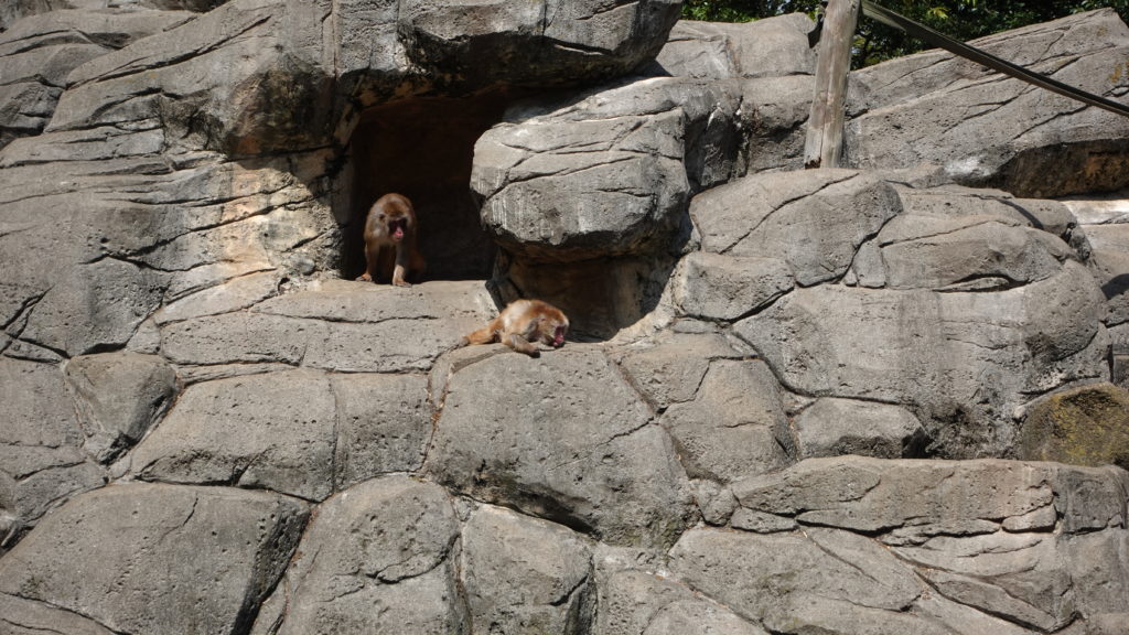 千葉市動物公園　猿