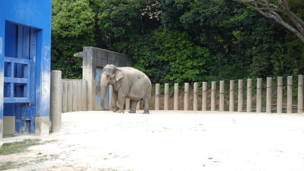 千葉市動物公園　象